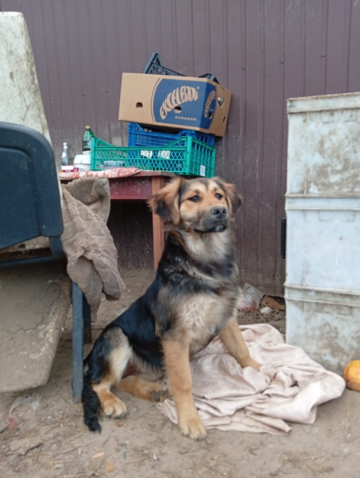 Цуценята в добрі руки