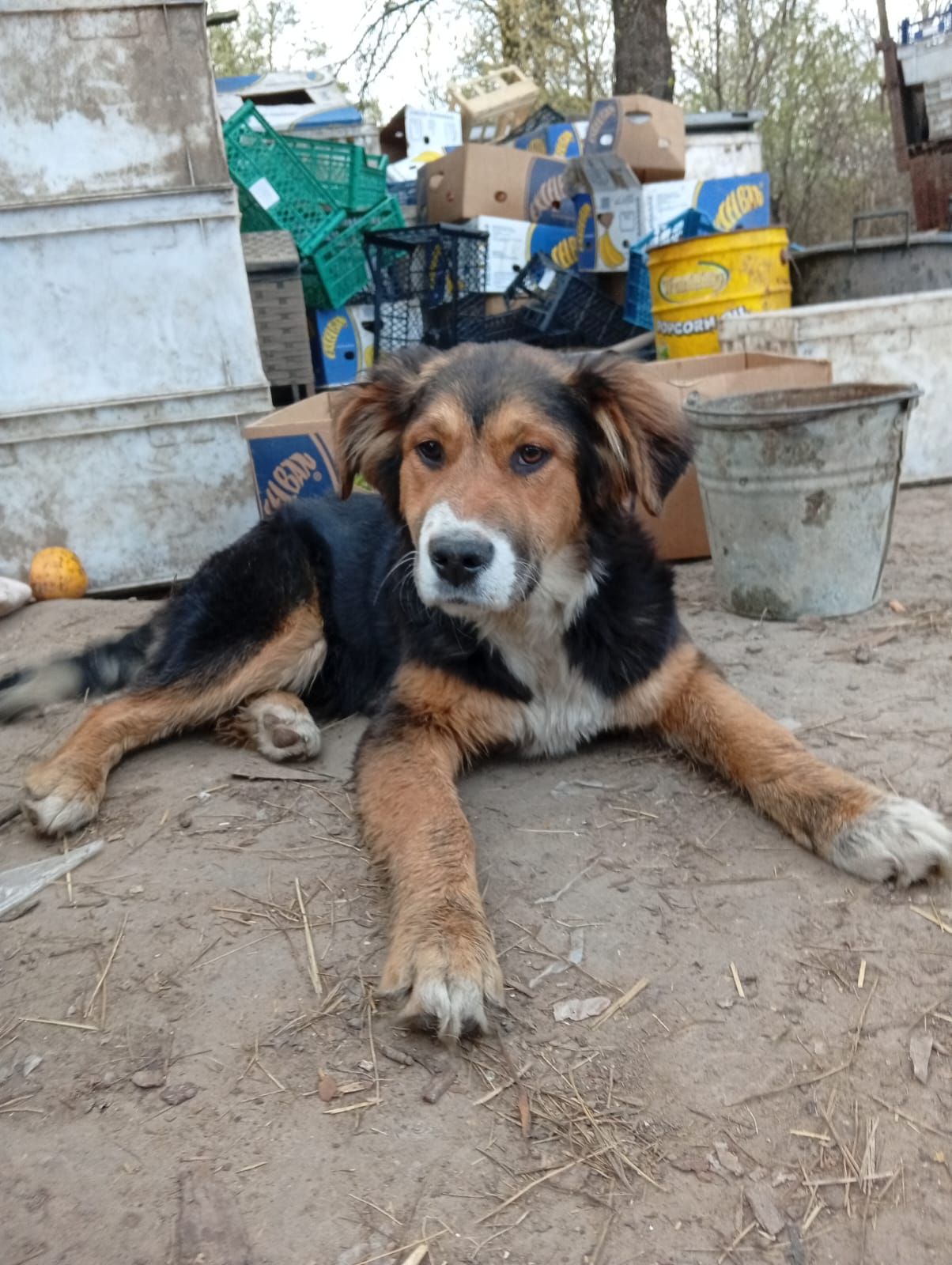 Цуценята в добрі руки