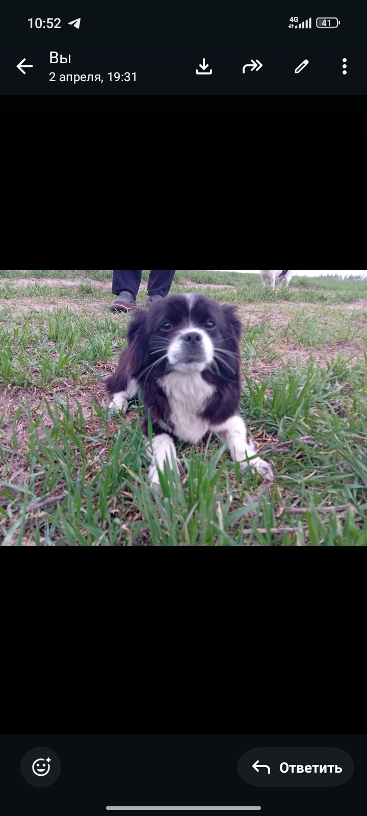 Цуценя метис пекінеса