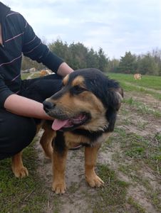 Цуценята в добрі руки