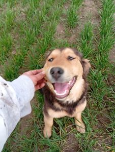 Цуценята в добрі руки