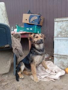 Цуценята в добрі руки