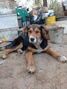 Цуценята в добрі руки