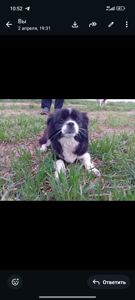 Цуценя метис пекінеса