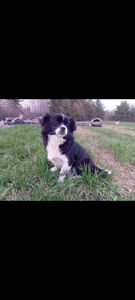 Цуценя метис пекінеса