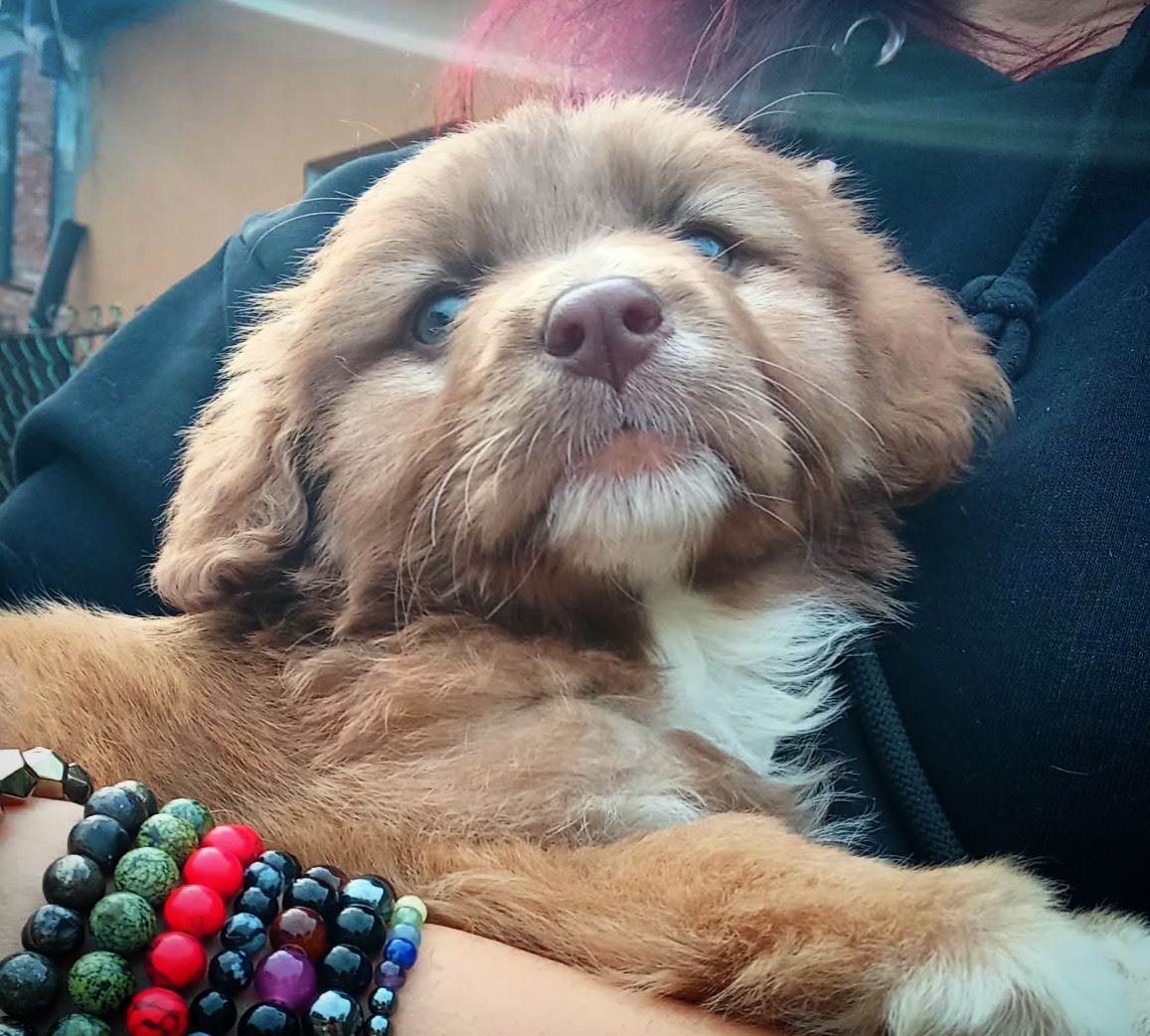 Цуценя неймовірної краси!