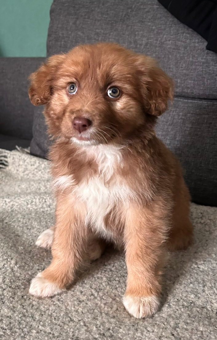 Цуценя неймовірної краси!