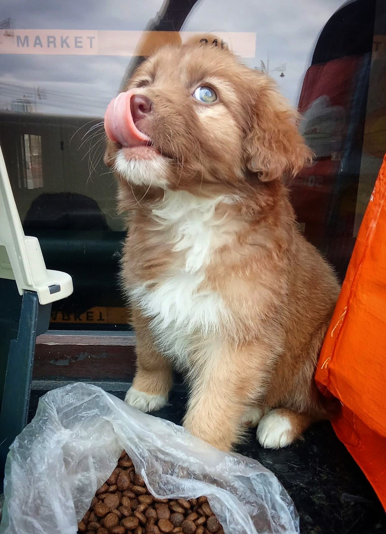 Цуценя неймовірної краси!