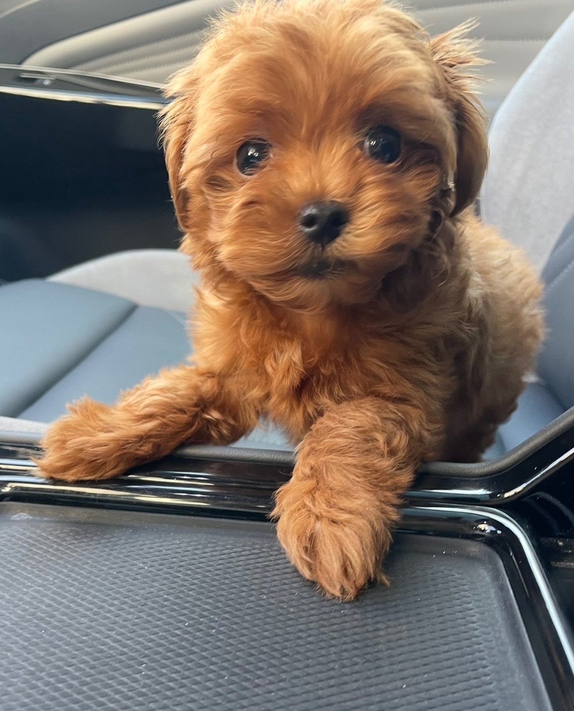 🐶 Дівчинка Мальтіпу ф2— маленьке щастя шукає родину ❤️