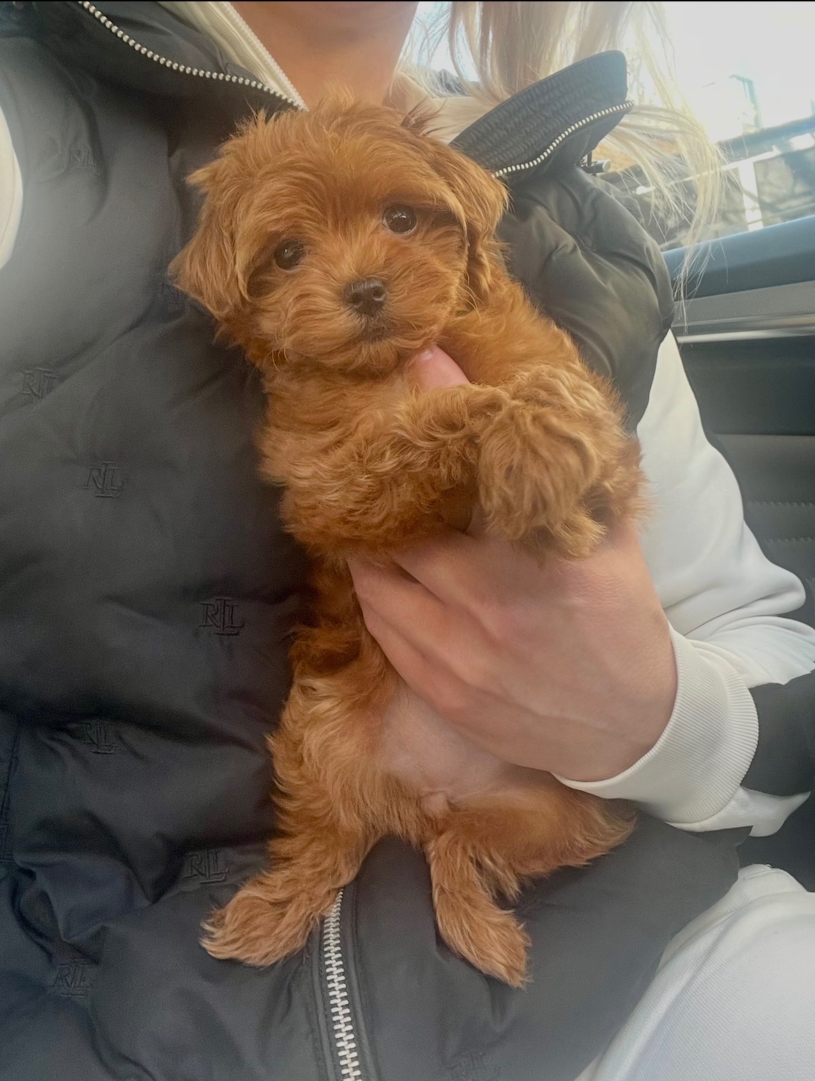 🐶 Дівчинка Мальтіпу ф2— маленьке щастя шукає родину ❤️