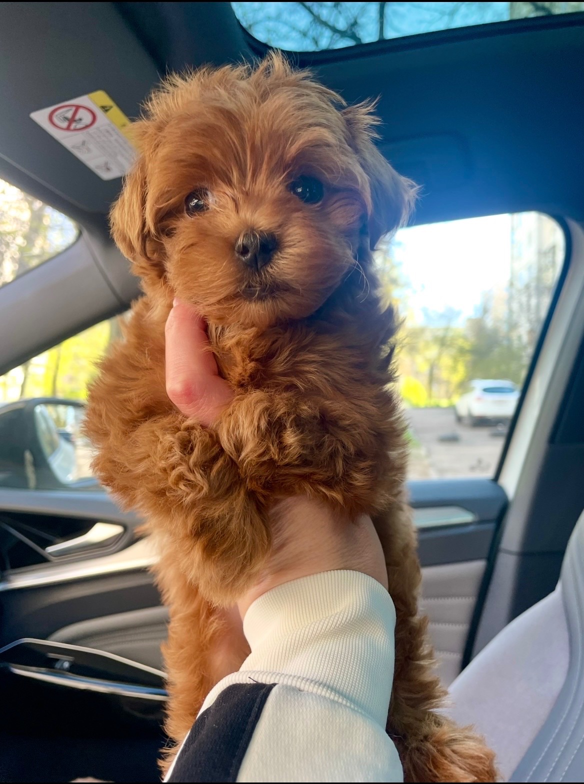 🐶 Дівчинка Мальтіпу ф2— маленьке щастя шукає родину ❤️