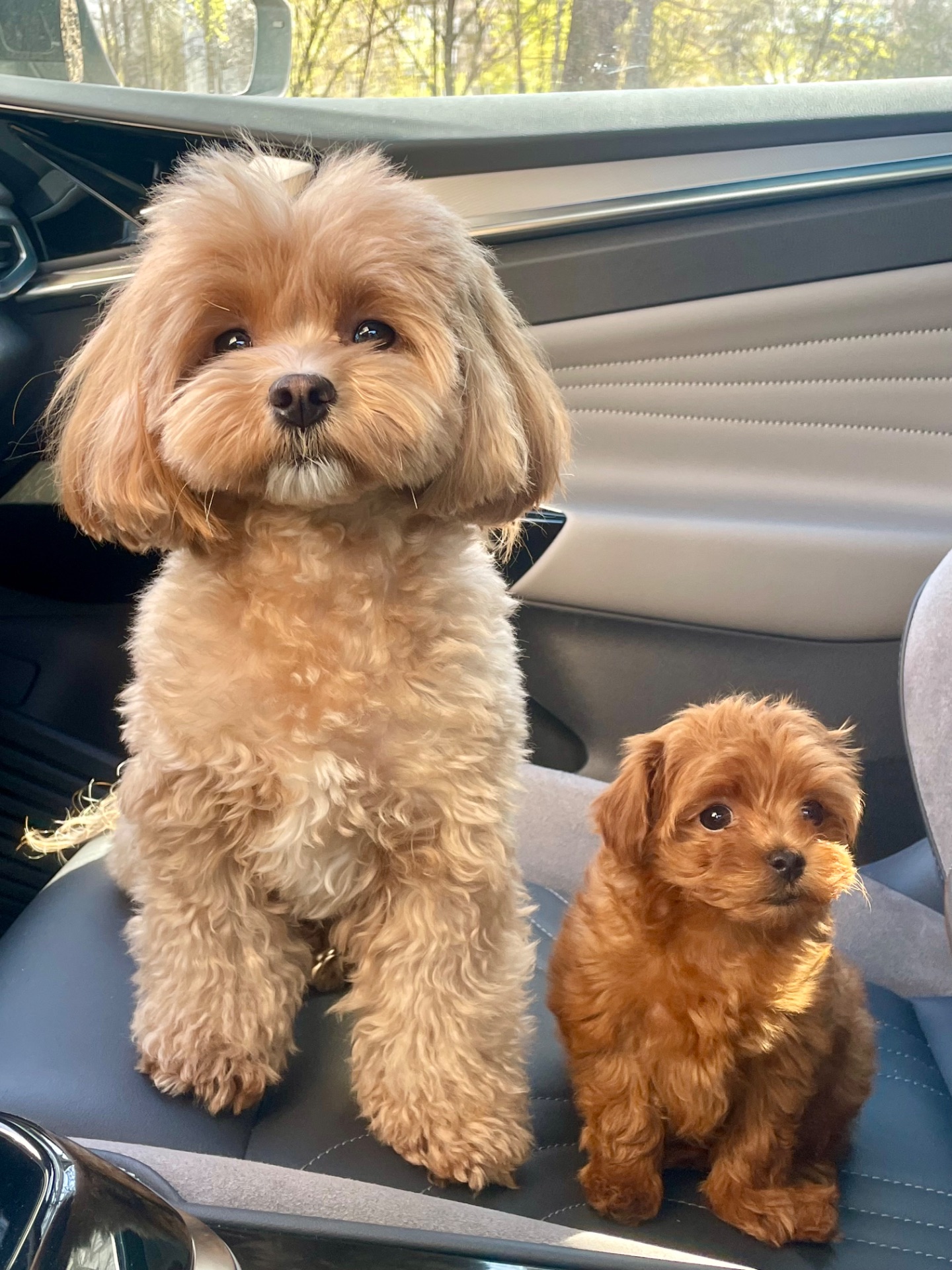 🐶 Дівчинка Мальтіпу ф2— маленьке щастя шукає родину ❤️