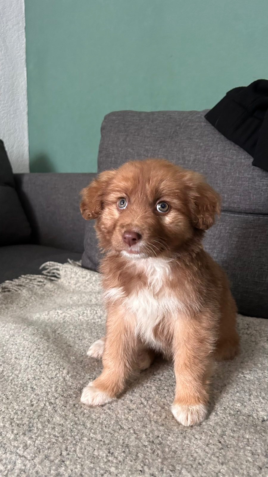 Цуценя неймовірної краси!