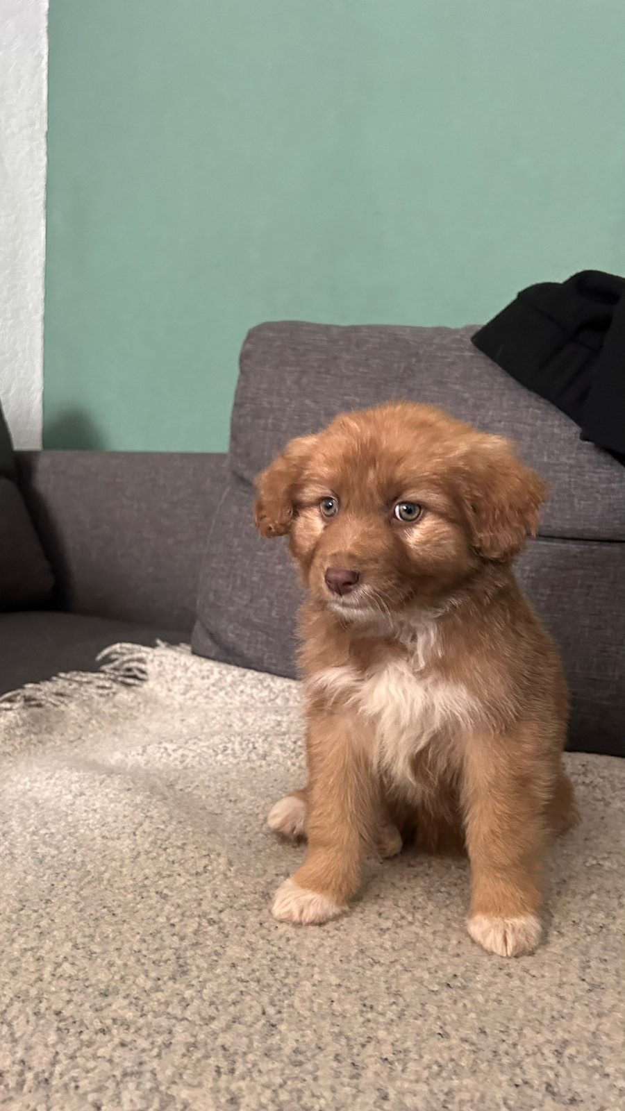 Цуценя неймовірної краси!