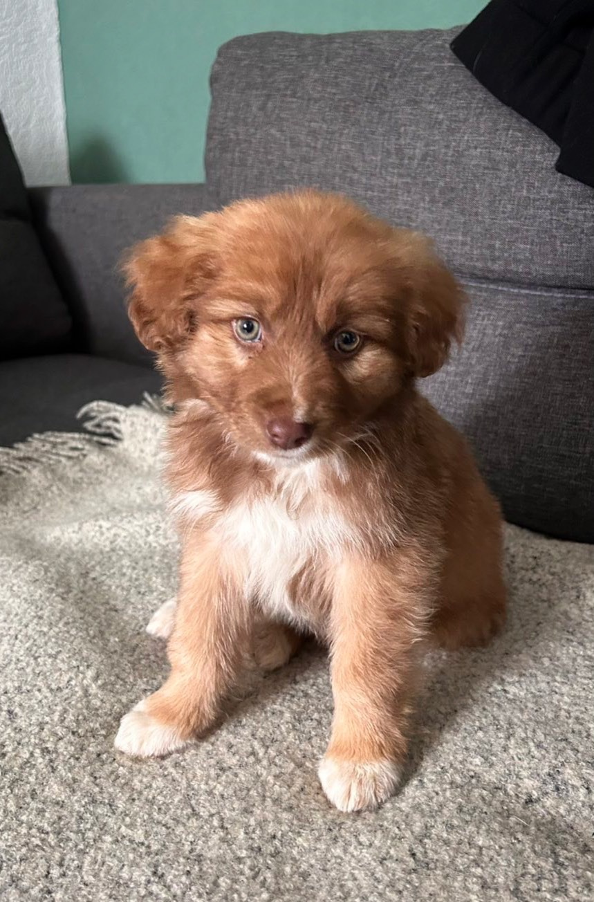 Цуценя неймовірної краси!