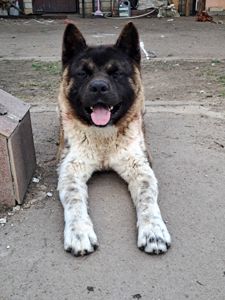 В'язка Американська акіта