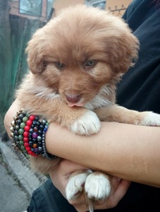 Цуценя неймовірної краси!