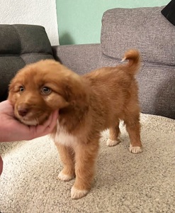 Цуценя неймовірної краси!