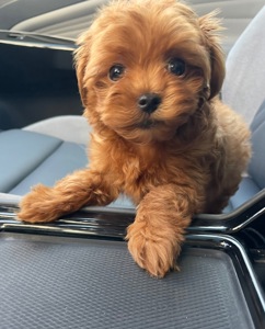 🐶 Дівчинка Мальтіпу ф2— маленьке щастя шукає родину ❤️