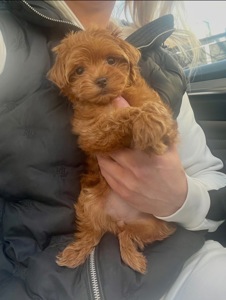 🐶 Дівчинка Мальтіпу ф2— маленьке щастя шукає родину ❤️