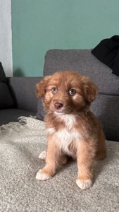 Цуценя неймовірної краси!