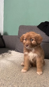 Цуценя неймовірної краси!