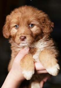 Цуценя неймовірної краси!