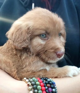 Цуценя неймовірної краси!