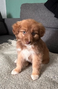 Цуценя неймовірної краси!