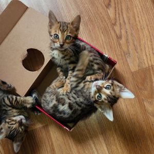 Продам Бенгальські кошенята