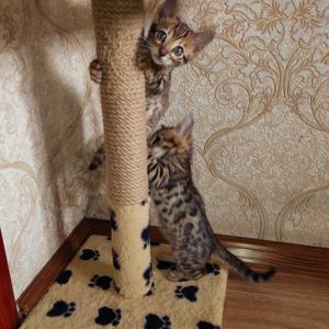 Продам Бенгальські кошенята