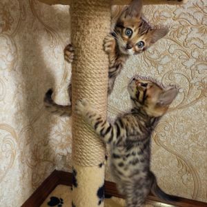 Продам Бенгальські кошенята