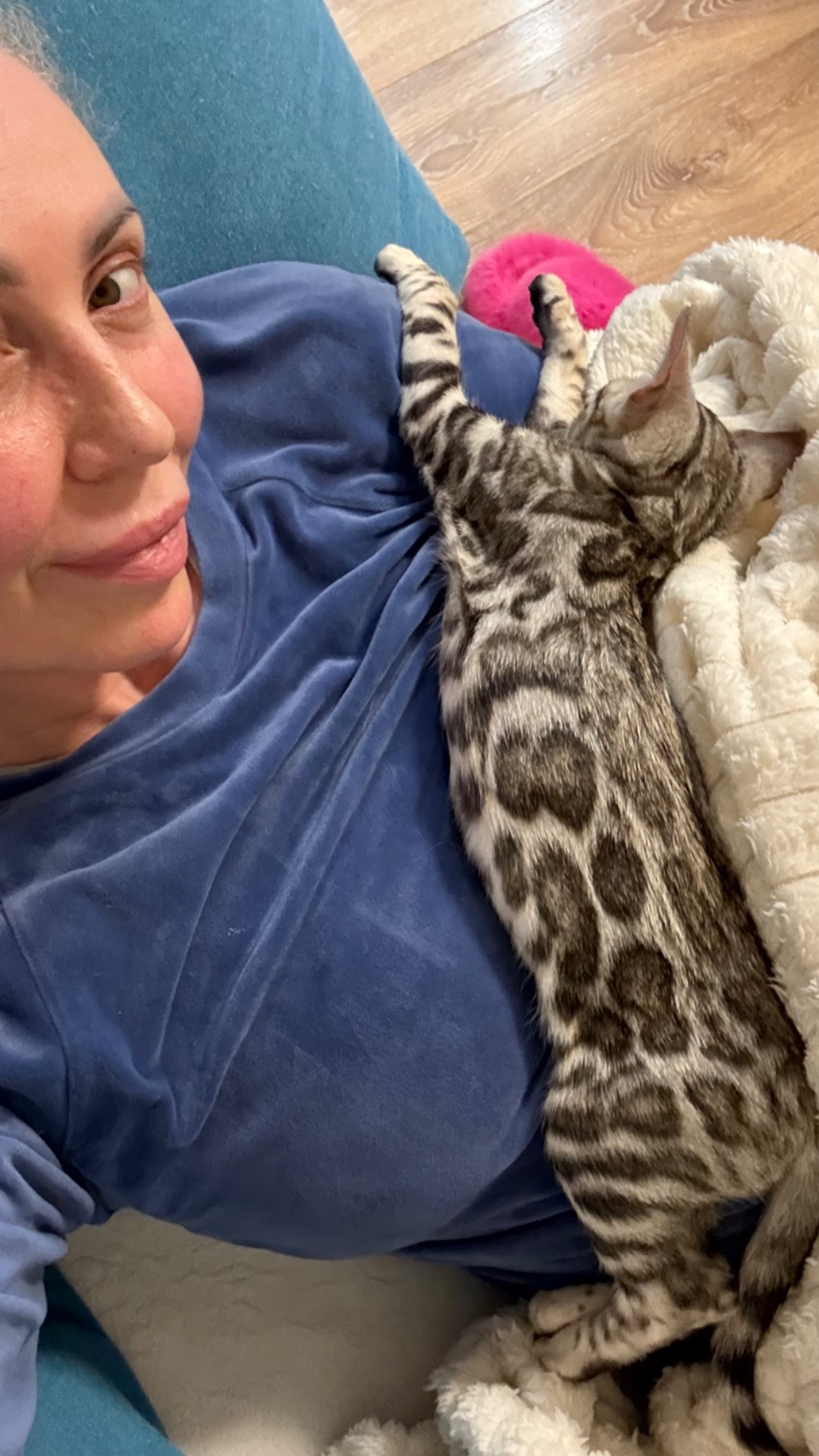 Кошеня срібло бенгал