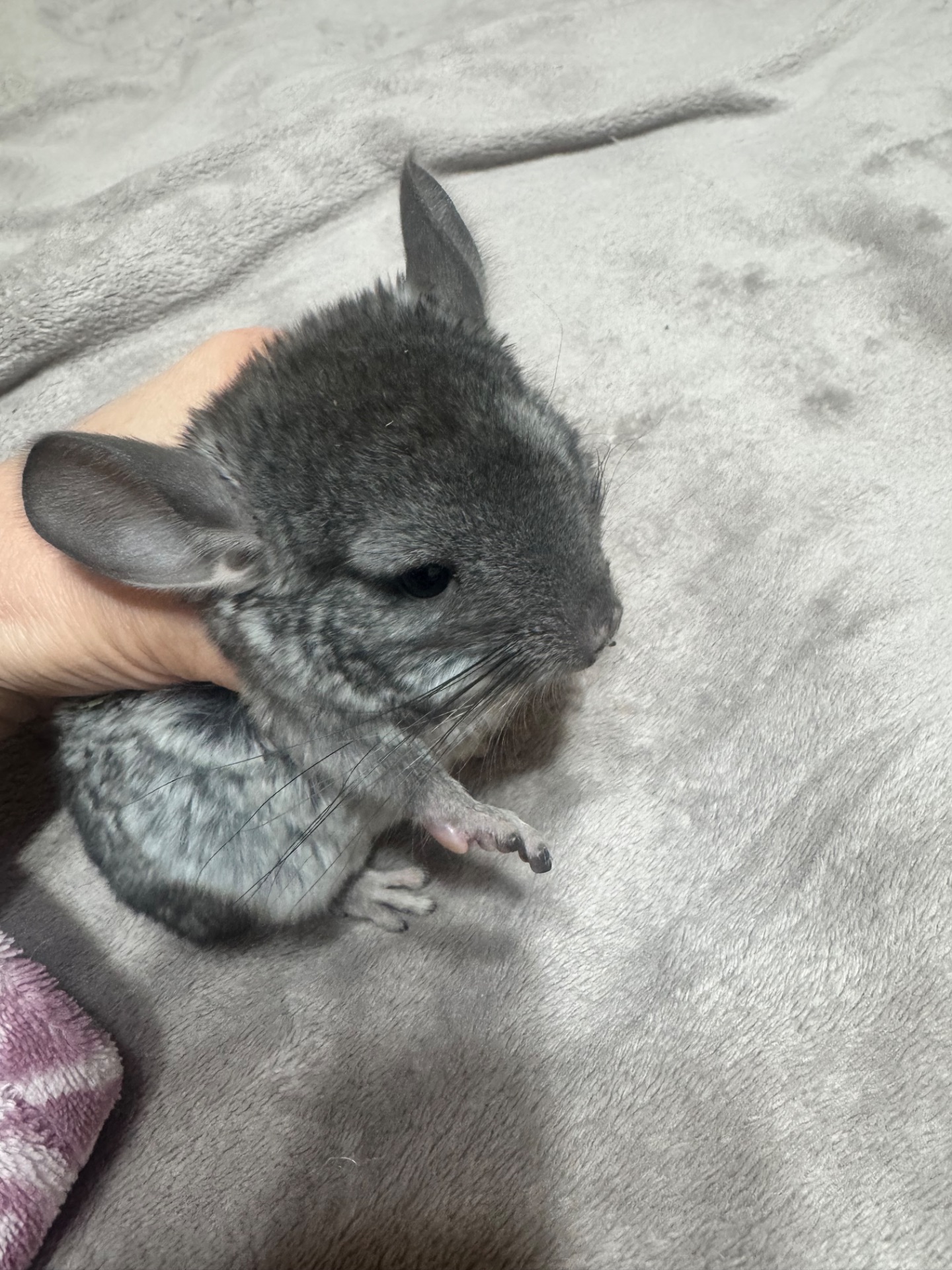 Шиншила дівчинка