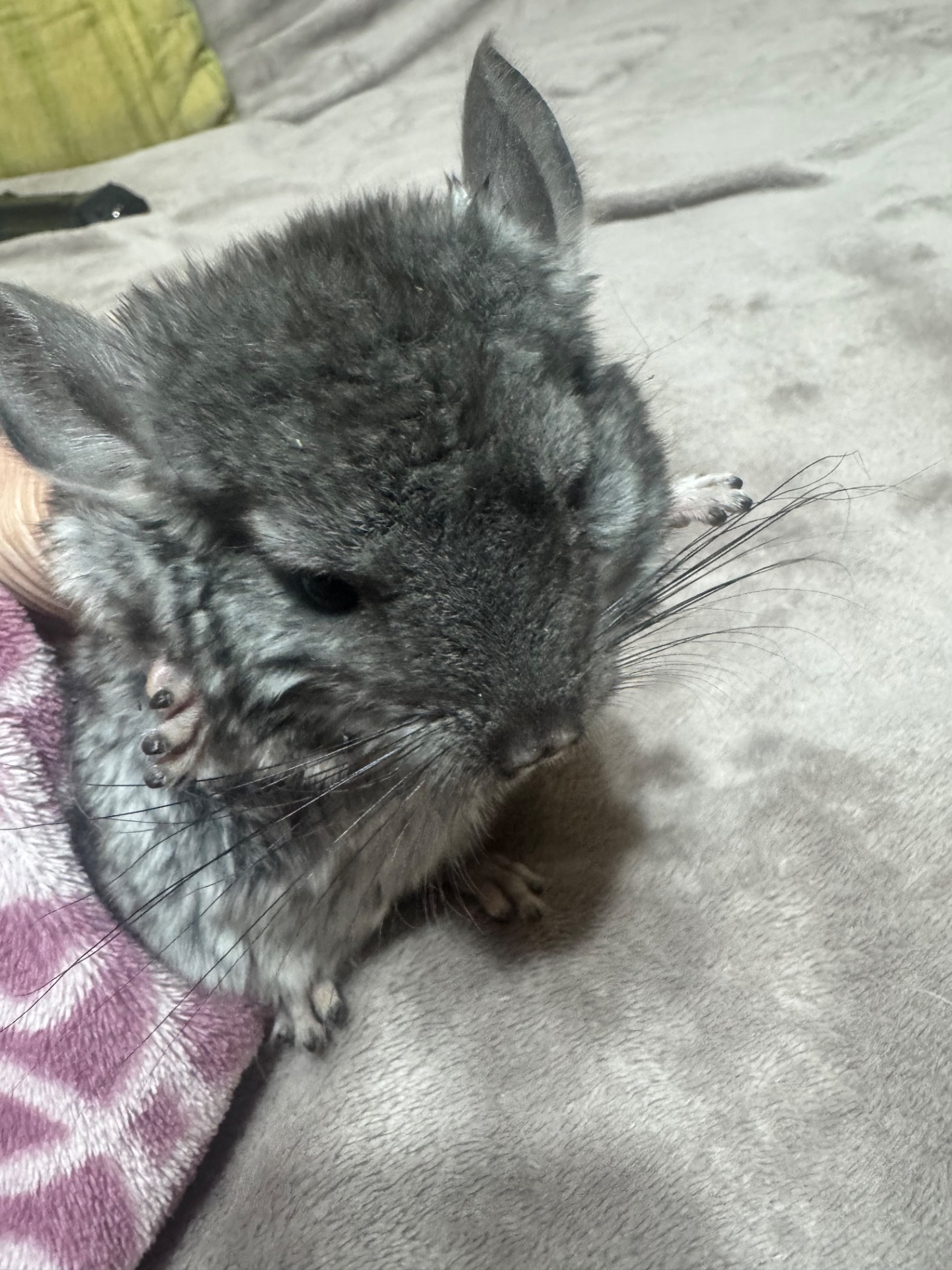 Шиншила дівчинка