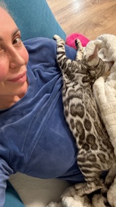 Кошеня срібло бенгал