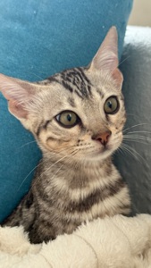 Кошеня срібло бенгал