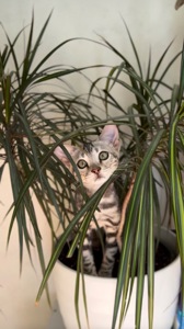 Кошеня срібло бенгал