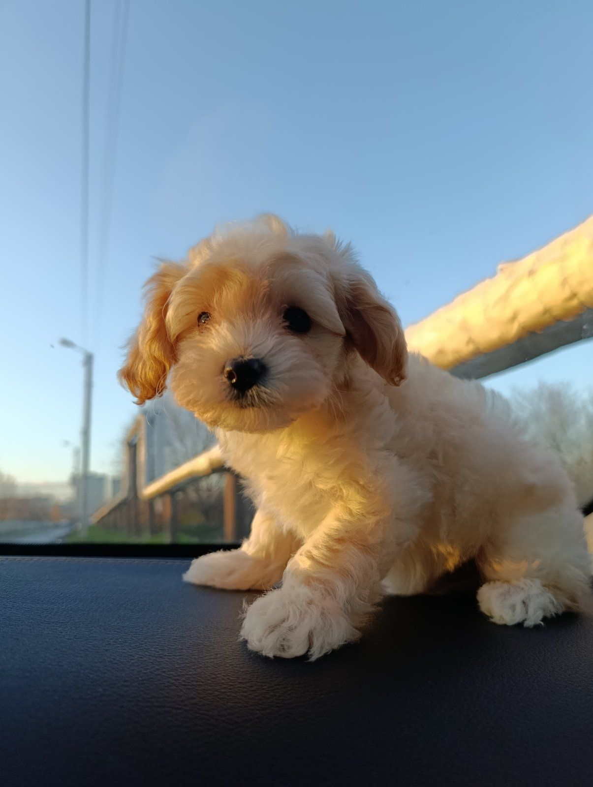 Милі медвежата Мальтипу Ф1 хлопчики