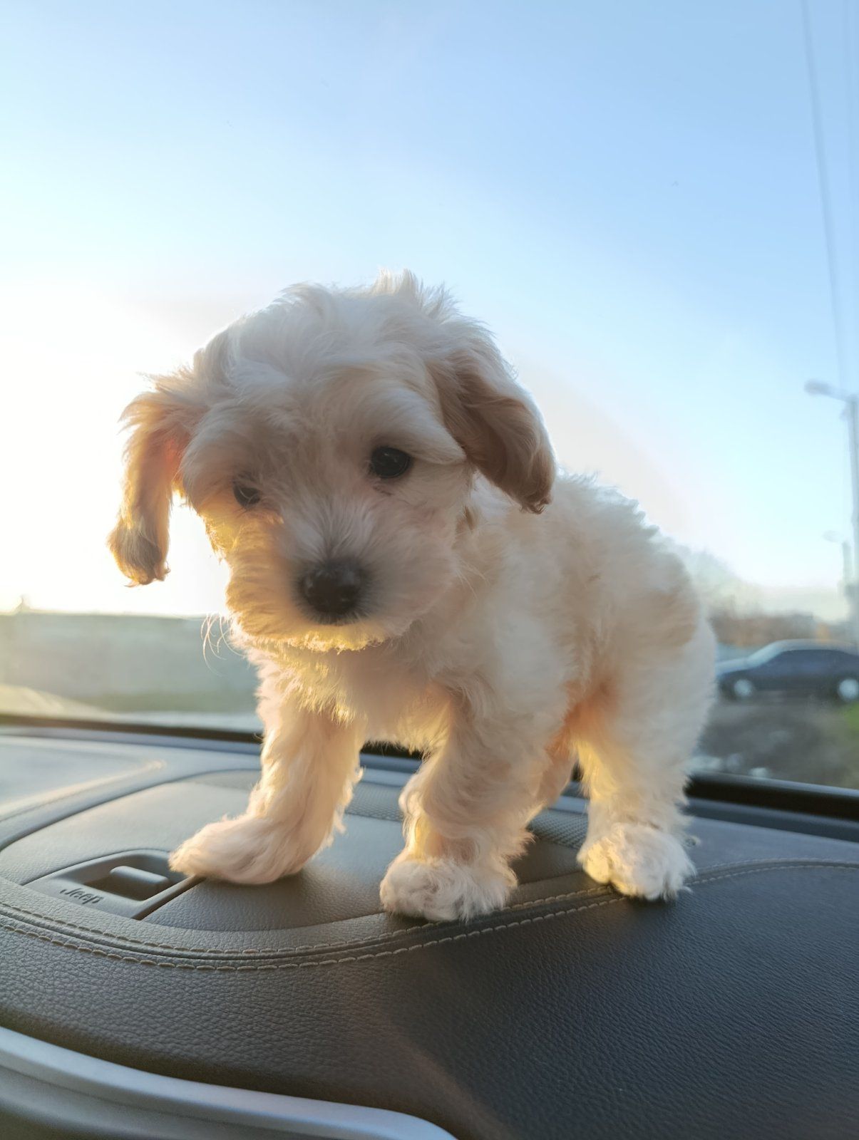 Милі медвежата Мальтипу Ф1 хлопчики