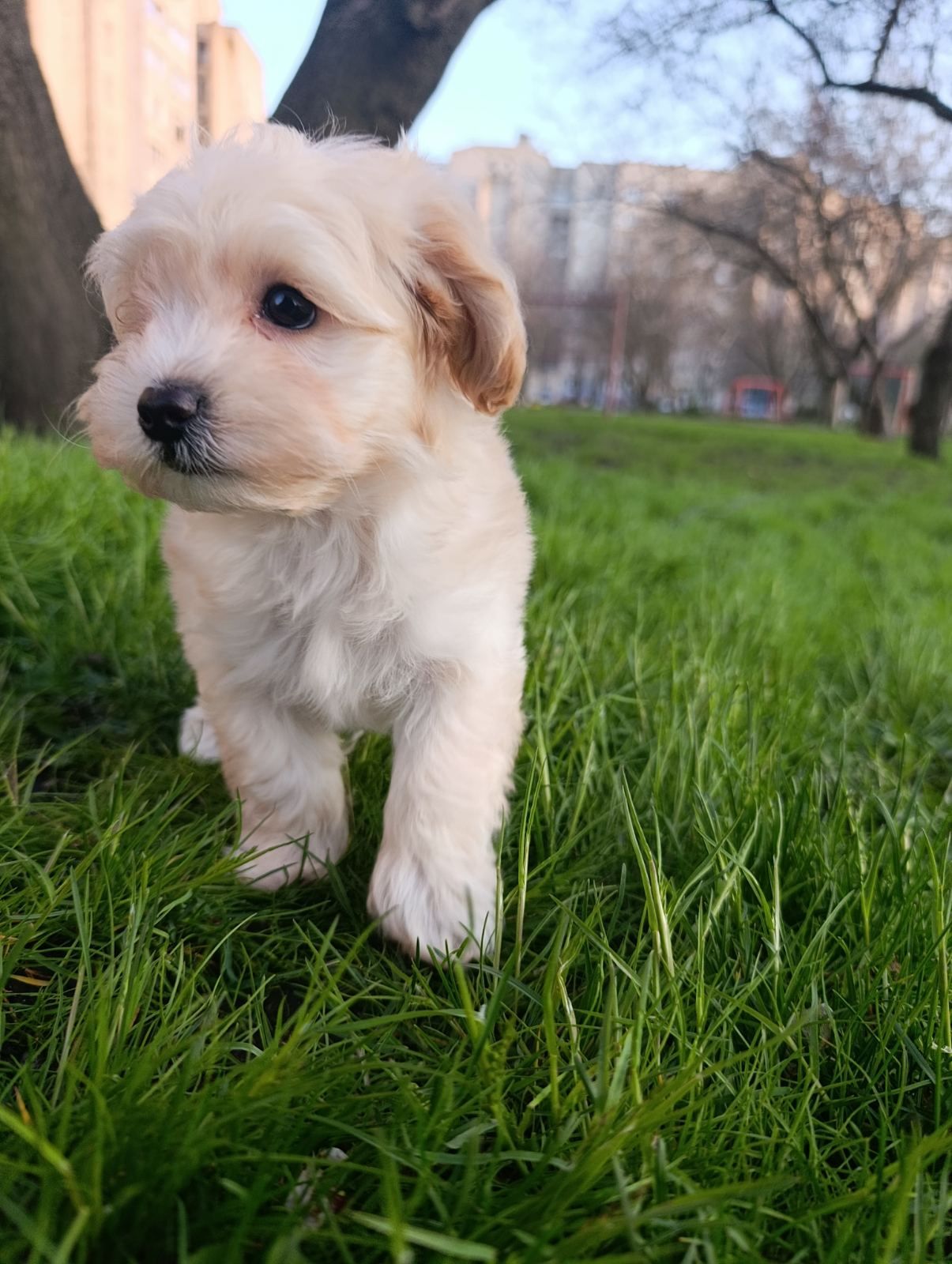 Милі медвежата Мальтипу Ф1 хлопчики
