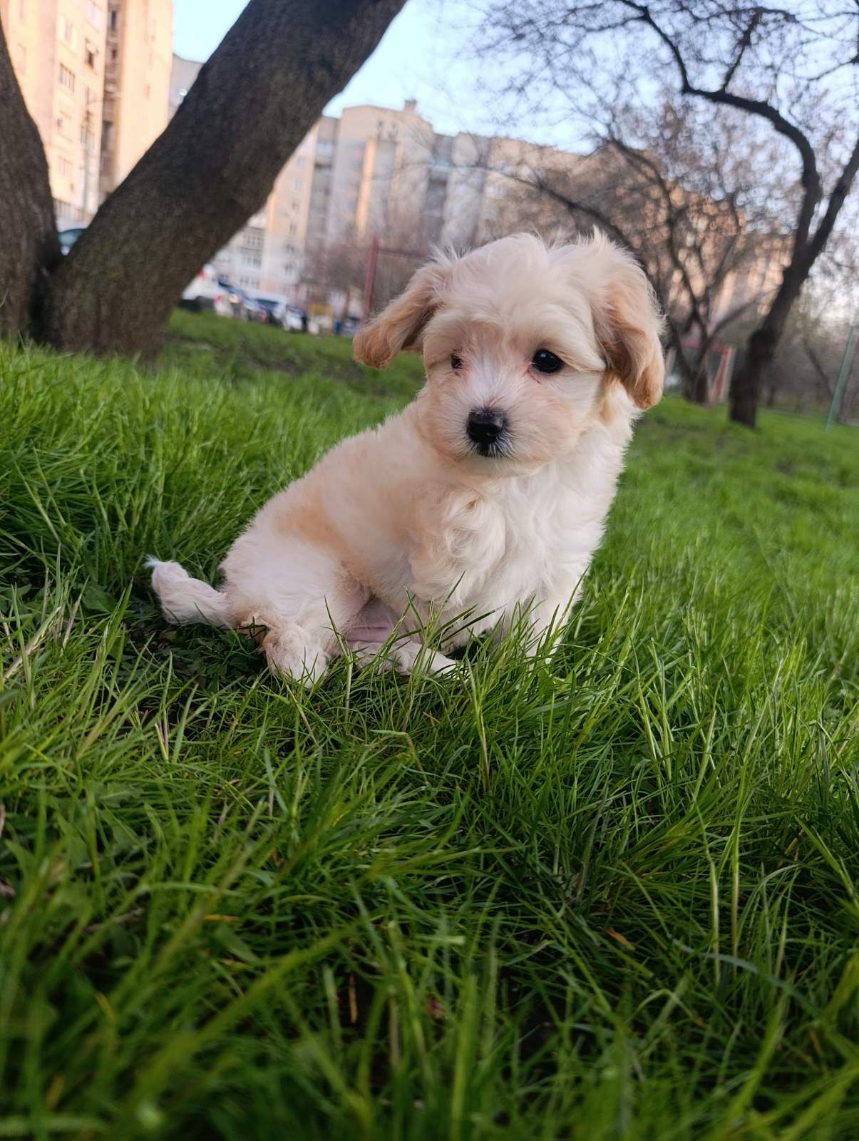 Милі медвежата Мальтипу Ф1 хлопчики