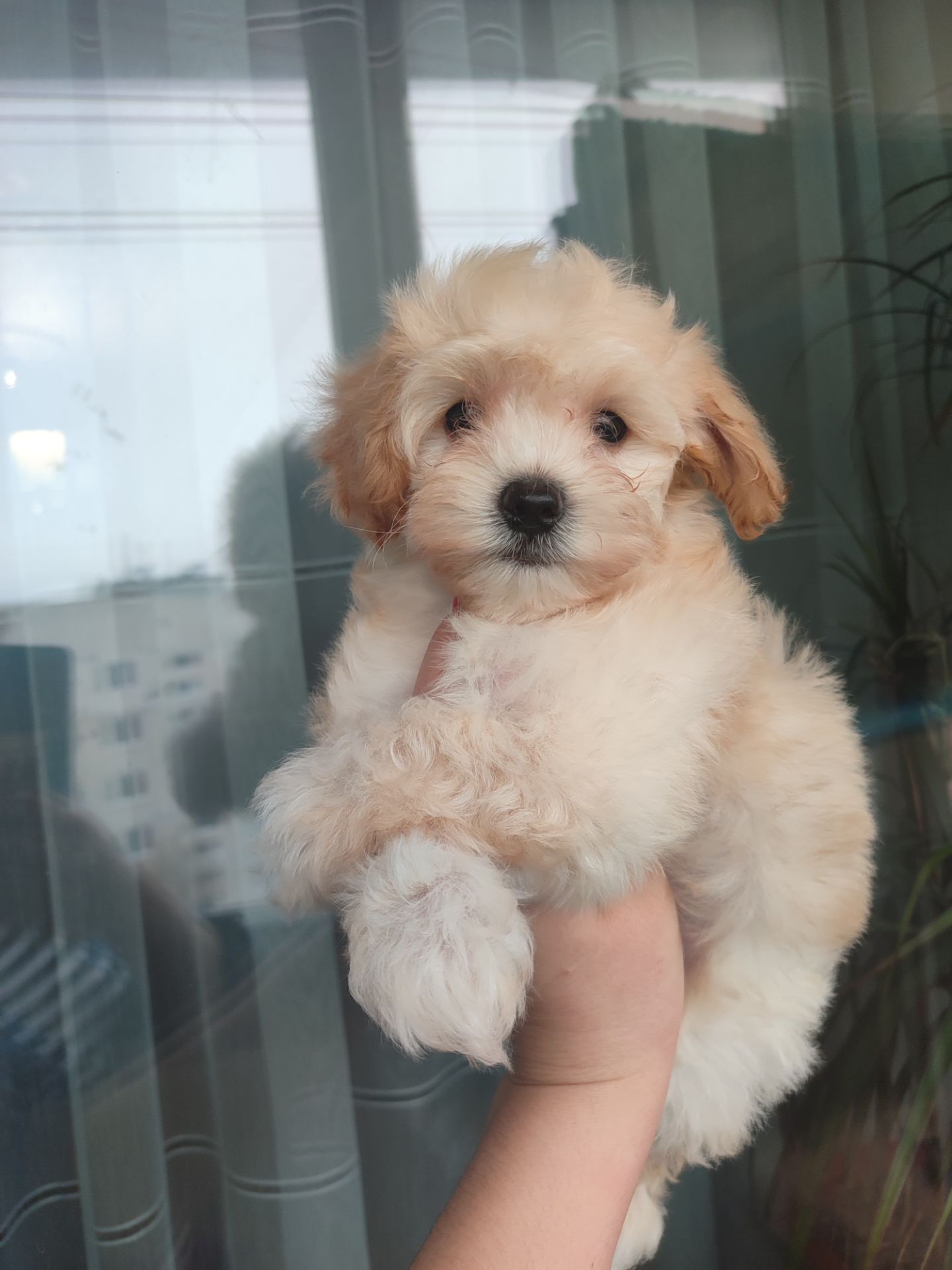 Милі медвежата Мальтипу Ф1 хлопчики