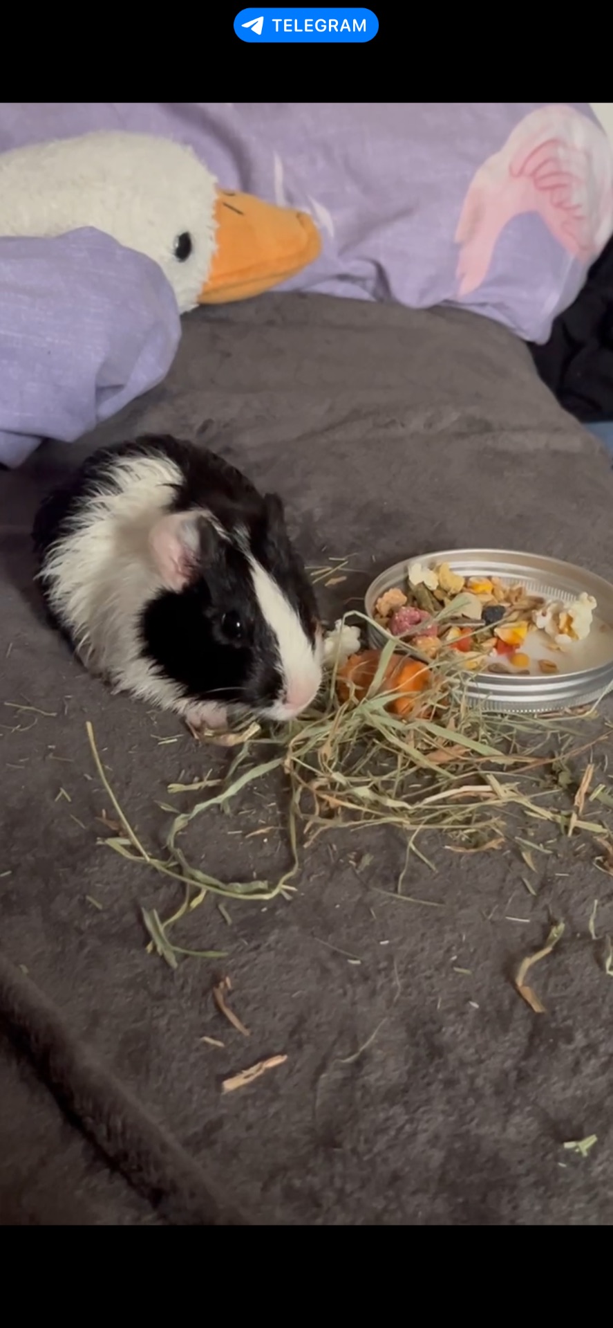 Морська свинка