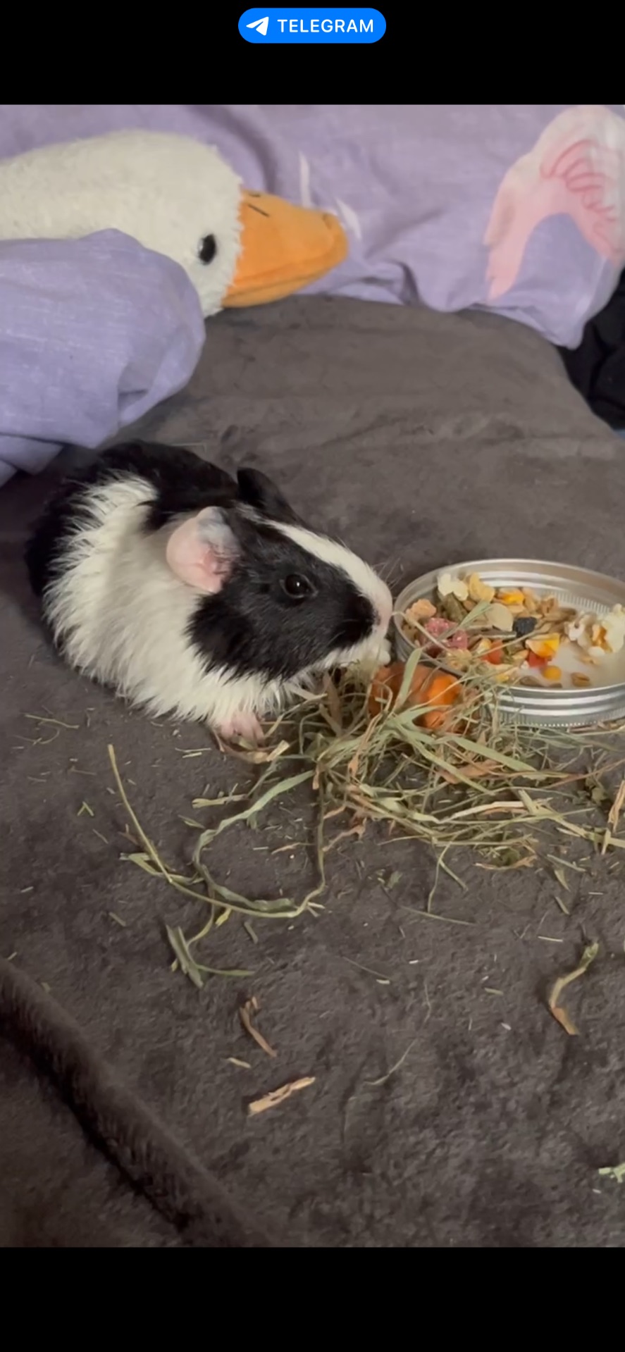 Морська свинка