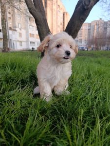 Милі медвежата Мальтипу Ф1 хлопчики