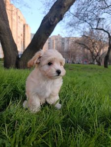 Милі медвежата Мальтипу Ф1 хлопчики