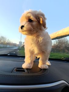 Милі медвежата Мальтипу Ф1 хлопчики