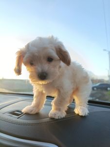 Милі медвежата Мальтипу Ф1 хлопчики