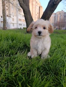 Милі медвежата Мальтипу Ф1 хлопчики